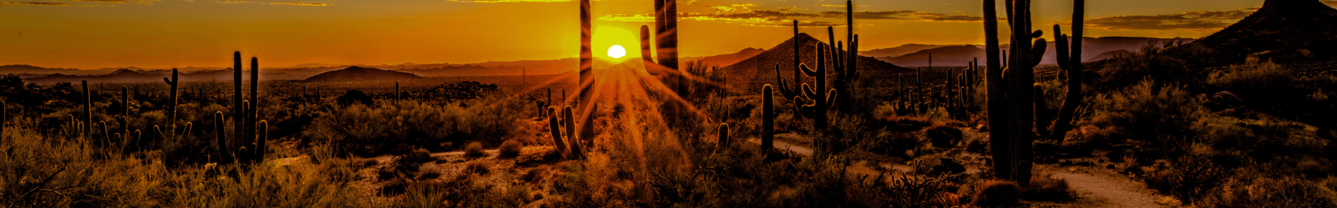 Stock Image of Sunset Behind Cacti and Bushes Shadows